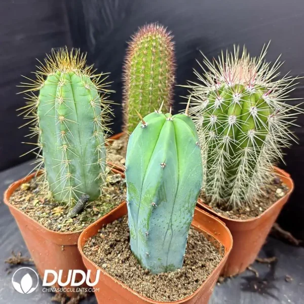 Cactus Pillar combination 5 - Image 1