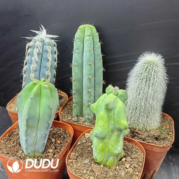 Cactus Pillar combination 6 - Image 1