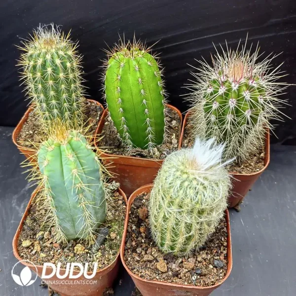 Cactus Pillar combination 7 - Image 1