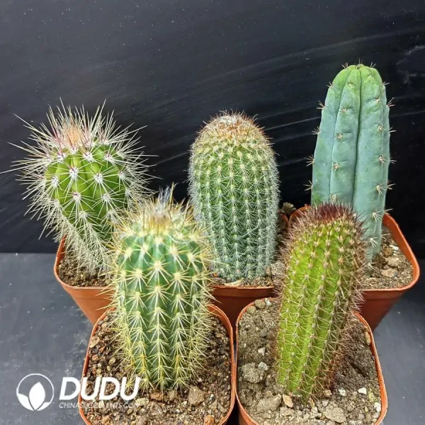 Cactus Pillar combination 8 - Image 1