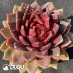 Echeveria Xuanhu