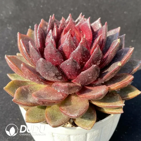 Echeveria Xuanhu - Image 2