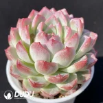 EcheveriaButterfly Thousand Songs - Image 2