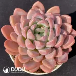 EcheveriaBeauty Fingers