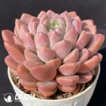 EcheveriaBeauty Fingers - Image 2