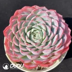 Echeveria pseudo-EcheveriaFairy bud