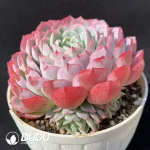 Echeveria pseudo-EcheveriaFairy bud - Image 2