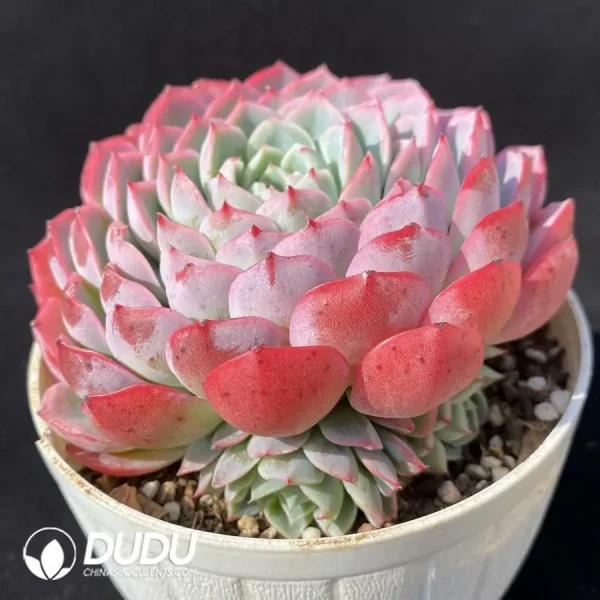 Echeveria pseudo-EcheveriaFairy bud - Image 2