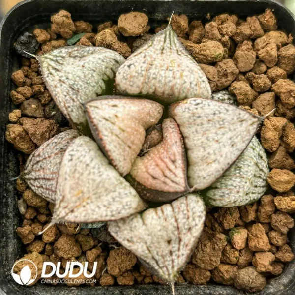 1756121682-e201-964.webp Haworthia Samurai Red - Image 1