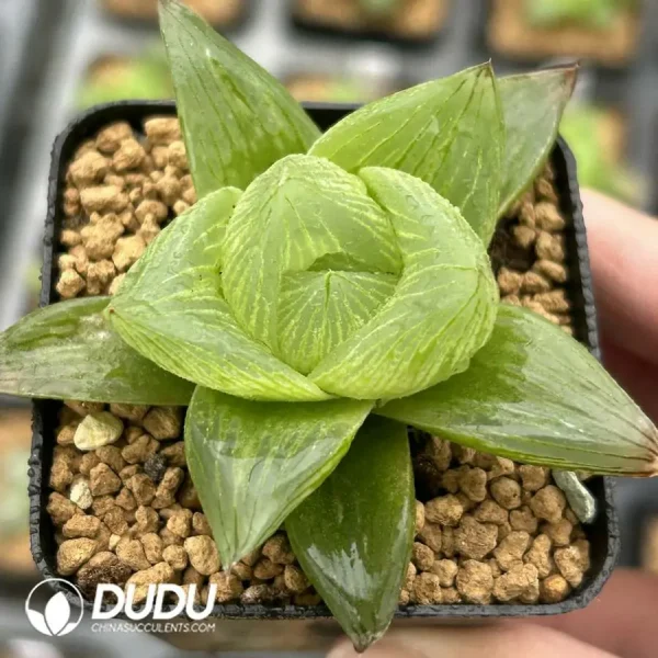 Haworthia Peach - Image 1