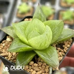 Haworthia Peach - Image 2
