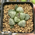Haworthia Meiji x Silver