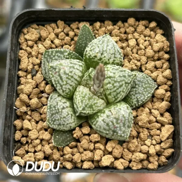 Haworthia Meiji x Silver - Image 1