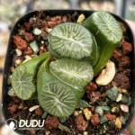 Haworthia Maughanii South Asia Star