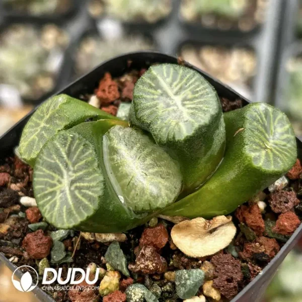 Haworthia Maughanii South Asia Star - Image 2