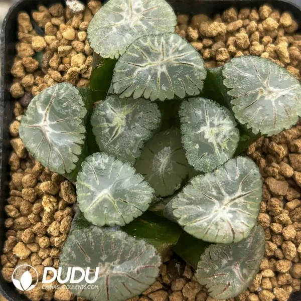 Haworthia Maughanii Valley of the Wind - Image 1