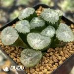 Haworthia Maughanii Valley of the Wind - Image 2