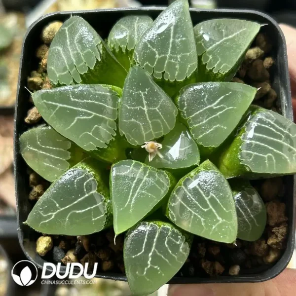 1756121691-e201-969.webp Haworthia Ikeda Moonshadow - Image 1