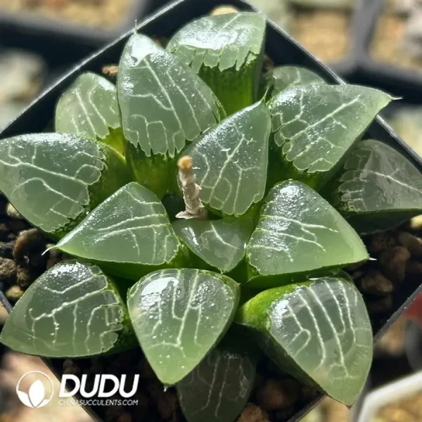 Haworthia Ikeda Moonshadow - Image 2