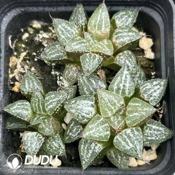 1756121693-e201-970.webp Haworthia Snow - Image 1