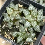 Haworthia Snow - Image 2