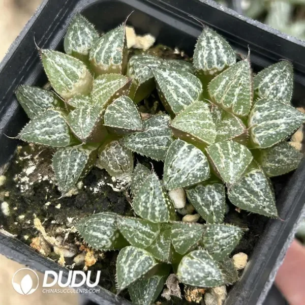 Haworthia Snow - Image 2
