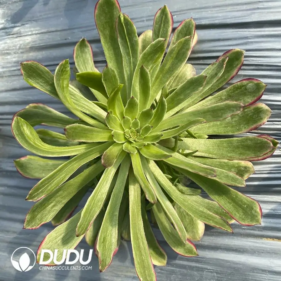 1756121697-e201-972.webp Aeonium Flower Face Fendai Clustering - Image 1