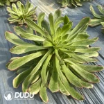 Aeonium Flower Face Fendai Clustering - Image 2