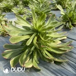 Aeonium Flower Face Fendai Clustering - Image 3