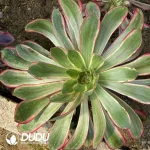 Aeonium Red Witch Clustering