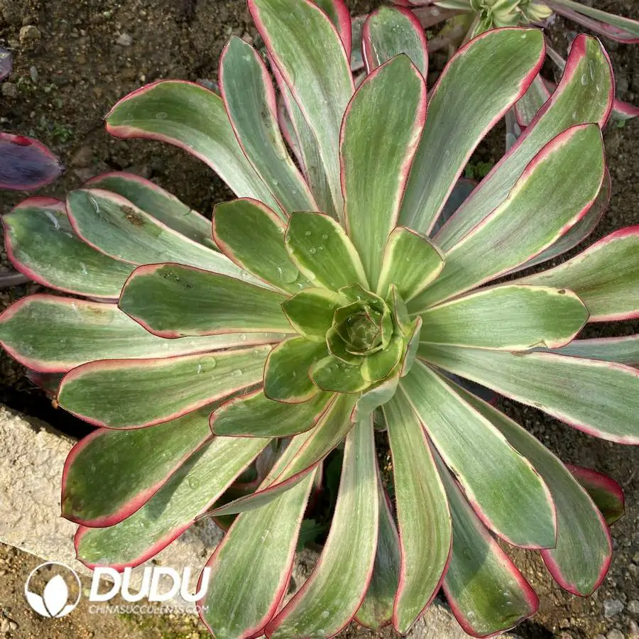 1756121737-e201-989-1.webp Aeonium Red Witch Clustering - Image 1