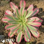 Aeonium Medusa Clustering (Pink Body)