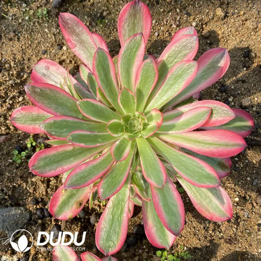 1756121739-e201-990-1.webp Aeonium Medusa Clustering (Pink Body) - Image 1