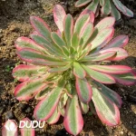 Aeonium Medusa Clustering (Pink Body) - Image 2