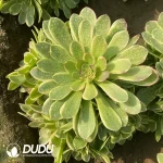 Aeonium Pinellia Ternata Clustering