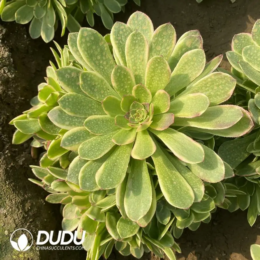 1756121770-e201-1003.webp Aeonium Pinellia Ternata Clustering - Image 1