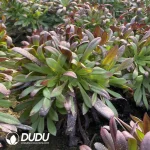 Aeonium Zwartkop Cluster