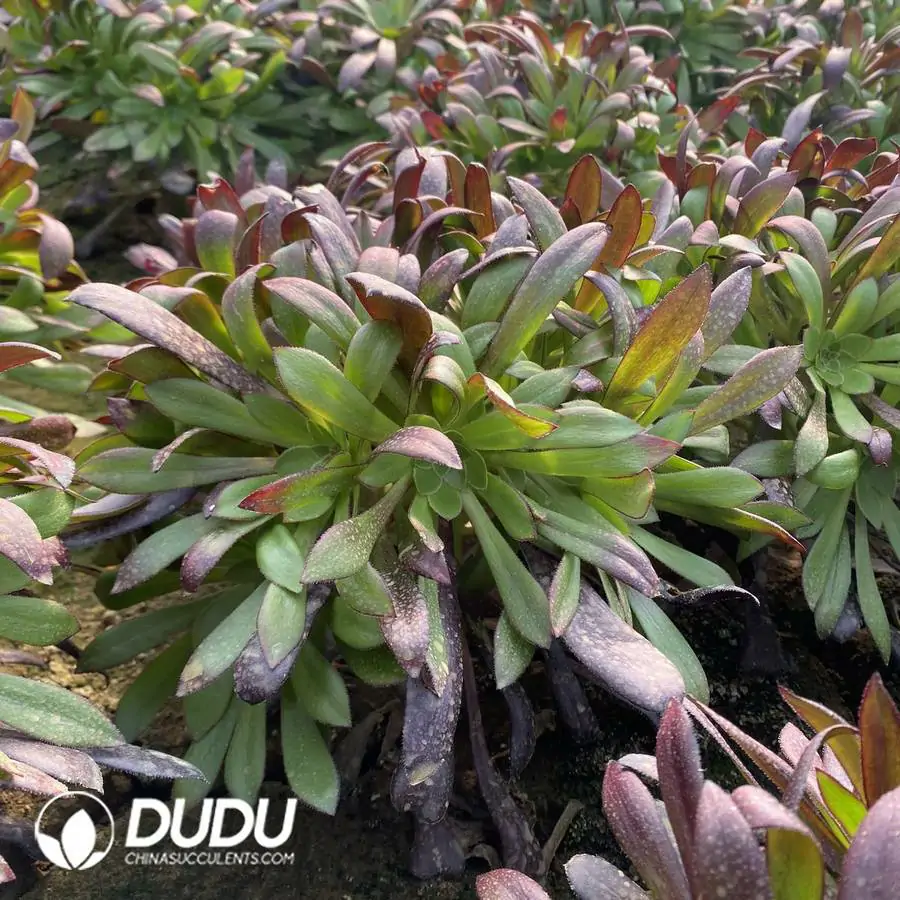 1756121777-e201-1006.webp Aeonium Zwartkop Cluster - Image 1