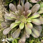 Aeonium Eurora Cluster