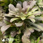 Aeonium Eurora Cluster - Image 2