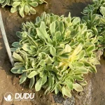 Aeonium Sweet Tea Cluster