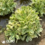 Aeonium Sweet Tea Cluster - Image 2