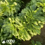 Aeonium Green Cashmere Cristata