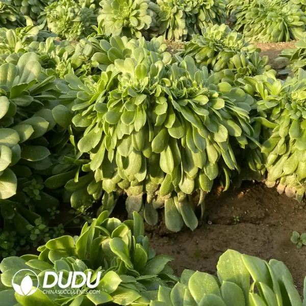 Aeonium Green Cashmere Cristata - Image 3