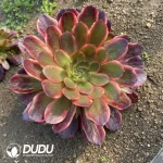 Aeonium Peach Blossom Stone