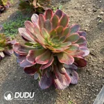 Aeonium Peach Blossom Stone - Image 2