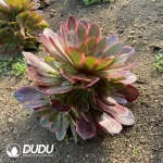 Aeonium Peach Blossom Stone - Image 3