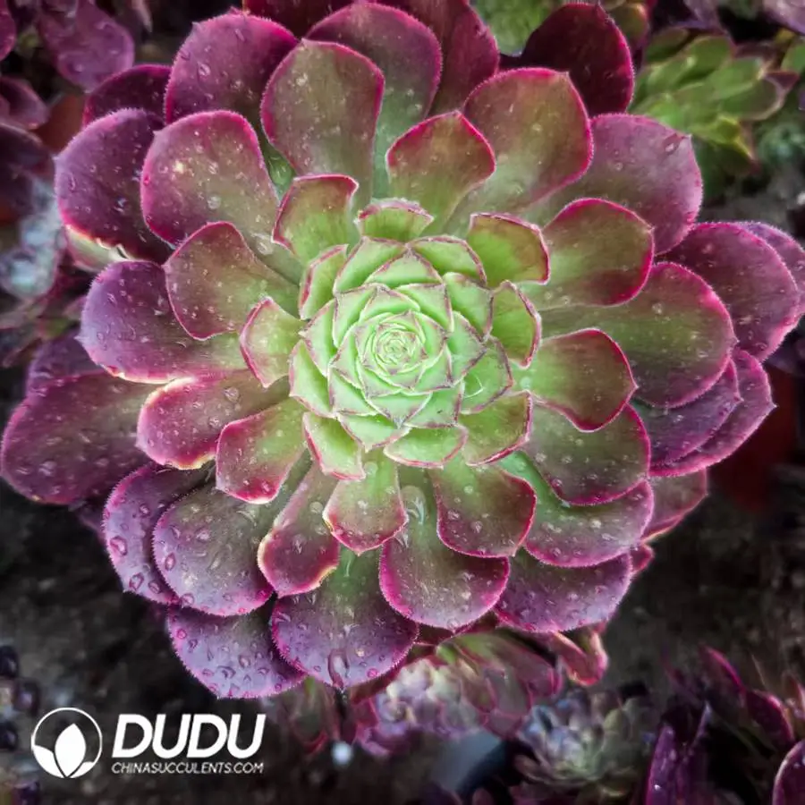 1756121834-1748224691-e201.webp Aeonium Halloween Mutant Clustering - Image 1