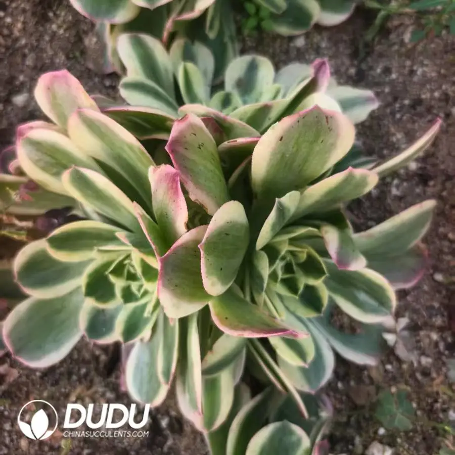 1756121835-1748224693-e201.webp Aeonium Censer Tray Variegated Clustering - Image 1