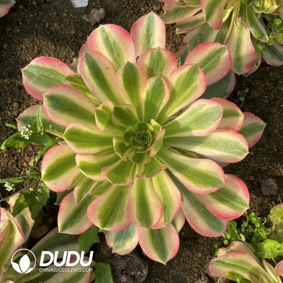 1756121849-e201-1037.webp Aeonium Red sleeves Clustering - Image 1